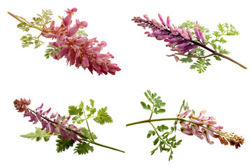 Fumitory Sprig White Background