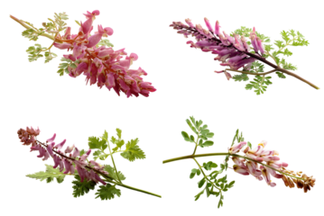 Fumitory Sprig White Background