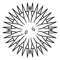 Elegant Sea Urchin Vector Sketch