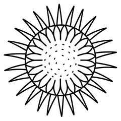 Obraz premium Elegant Sea Urchin Vector Sketch