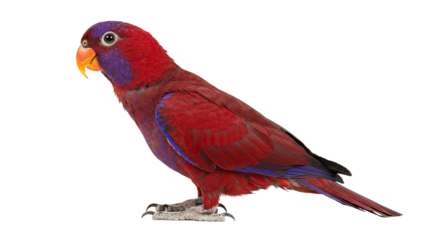 Female Moluccan Eclectus Parrot Standing Isolated White Background Vibrant Red Purple Feathers Sharp Bird