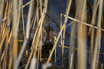 Nutria sit in reed on pond