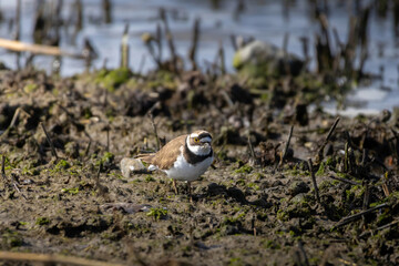 beautiful little ringed plover