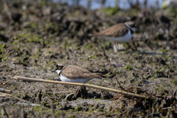 Pair beautiful little ringed plovers