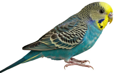 Naklejka premium Colorful Budgie Perched Side Profile Isolated Transparent Background Detailed Feather Texture Sharp Bird PNG