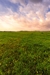 Bright vivid rural landscape at sunset, warm summer field with many yellow dandelion flowers for nature desktop background. Calm pastoral scenery for inspirational banner.