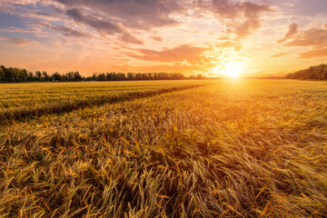 Scenic gold wheat field glistening in evening sun. Harvest landscape with golden sunset glow for agriculture concept. Rural autumn season background. Farm product promotion campaign.