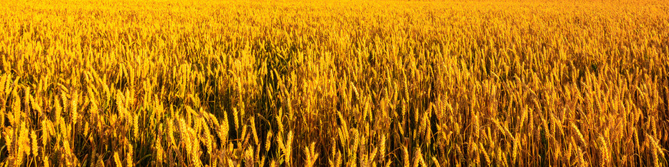 Golden wheat field panorama for harvest season ads, agriculture business promotion, organic food packaging, ecological farming banner, summer rural countryside poster. © Eugene_Photo