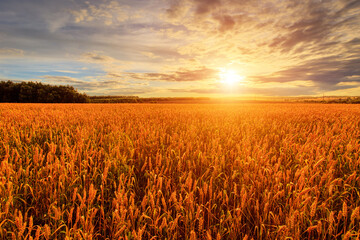 Golden wheat field under sunset sky creates a serene agricultural landscape scene and symbolizes harvest season and rural beauty for background, wallpaper.