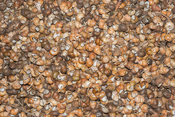 Full frame background with lots of colorful small sea snail shells