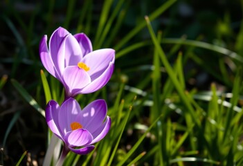 Obraz premium Side view of sunlit purple Crocus tommasinianus 'Barr's Purple' blooming in spring against green foliage, crocus bloom, purple