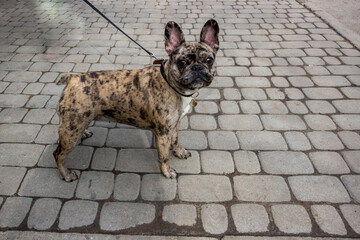 dog, brindle French bulldog, standing, side view, full length, looking at camera, eyes wide open,...