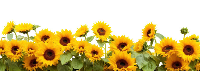 PNG Daytime sunflower hills border plant white background inflorescence
