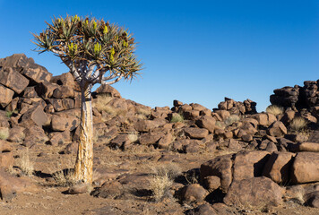 Quiver trees (aloe dichotoma) in the rocky landscape. Namibia. 