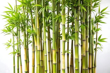 Fototapeta premium tree, money tree, bonsai tree, bonsai, apple tree, green, isolated, Lush green bamboo stalks with vibrant leaves against a bright 