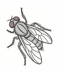 fly isolated on white