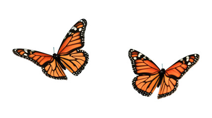 Obraz premium Pair of Vibrant Monarch Butterflies with Orange Wings Isolated on Transparent Background