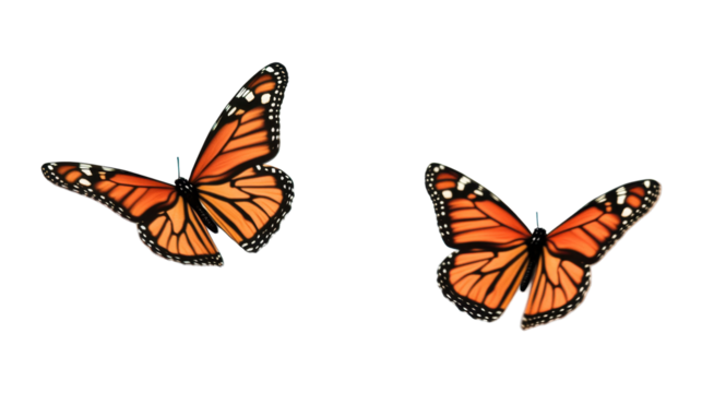 Pair of Vibrant Monarch Butterflies with Orange Wings Isolated on Transparent Background