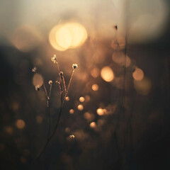 Dreamy Golden Bokeh in Nature – Soft Focus on Wild Grass and Sunlight Flare in Serene Outdoor Scene