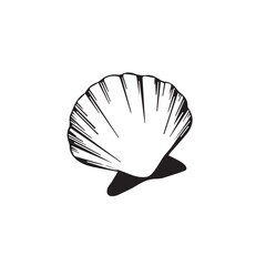 seashell isolated on white background