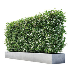 Green hedge in concrete planter isolated on transparent background