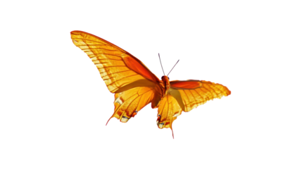 Vibrant Orange Butterfly with Open Wings in Mid-Flight Against a Transparent Background