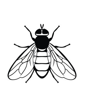 vector botfly on white background