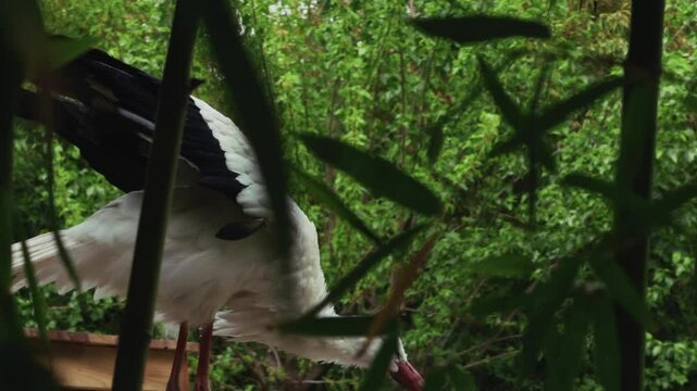 Animal Bird Stork in Nature