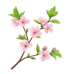 Fototapeta premium Delicate Pink Cherry Blossom Branch with Green Leaves Isolated on White