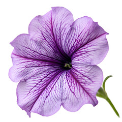 Naklejka premium Petunia flower isolated on transparent background