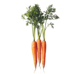 Close-up of a bunch of carrots with their tops.