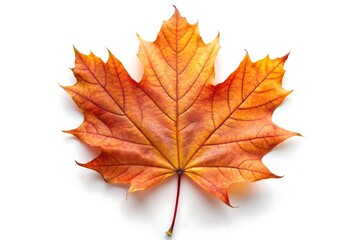 Fototapeta premium Would you like a shorter version as well?, Isolated close up of a vibrant autumn maple leaf with orange and yellow hues on a white background