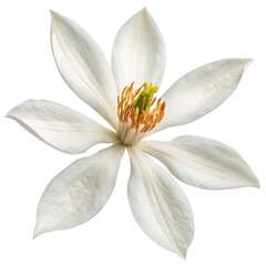 Fototapeta premium white champaka flower isolated on white background