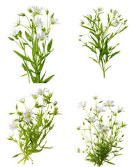Fototapeta premium Stitchwort Cluster, White Blossoms, Isolated