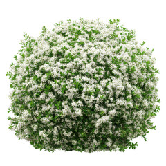 Flowering shrub with tiny white flowers isolated on transparent background