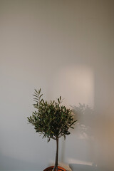 Minimalist corner with olive tree in sunlight, natural decor, Mediterranean-inspired calm and simplicity indoors