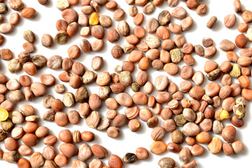 Round radish seeds lie on a white background.