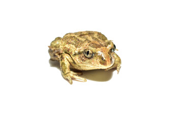 Green ground frog sitting on PNG background.