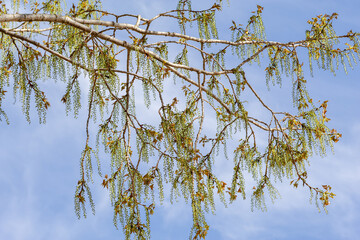 Canadian poplar branch in spring with numerous hanging female catkins and sprouting leaves. Populus...