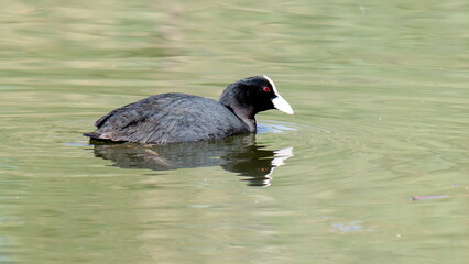 black winged teal