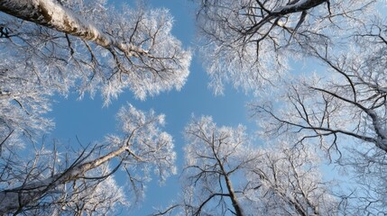 Winter Forest Canopy with Snow Covered Trees Against a Clear Blue Sky