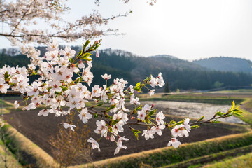 日本の田園風景　畑と桜の花