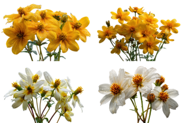 Bidens Flowers White Background