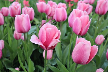 A close-up of a field of pink tulips with water drops on their petals. 