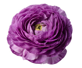 Beautiful purple ranunculus flower for floral design accents on a transparent background, cut out