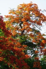Summer red Delonix regia flowers in Thailand. Delonix regia flower (another names is Royal Poinciana, Flamboyant Tree, Flame Tree, Peacock Flower, Gulmohar) in bloom. Natural and plant concept.