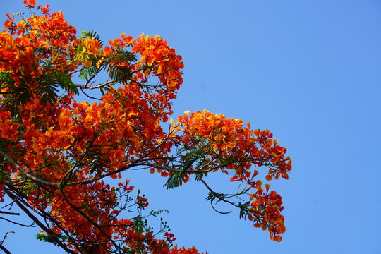Summer red Delonix regia flowers in Thailand. Delonix regia flower (another names is Royal Poinciana, Flamboyant Tree, Flame Tree, Peacock Flower, Gulmohar) in bloom. Natural and plant concept.