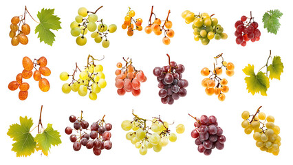 Green and Red Grapes Collection