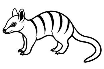 Elegant Numbat Sketch