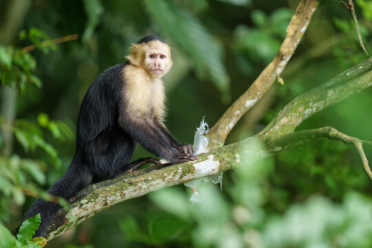 White-Faced Capuchin Monkey Perched on a Tropical Tree in a Dens